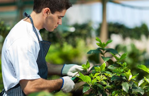 male gardener working in garden