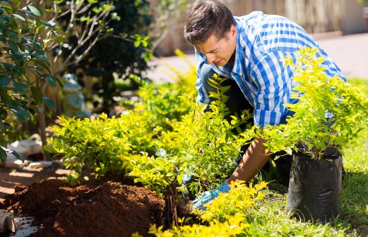 young man transplanting a new plant in his garden